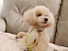 -瑞派福兴宠物医院犬猫全科·骨科·中西医结合(河东店)