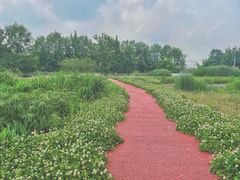 -桤木河湿地公园