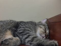 -猫咪博物馆(顶澳仔猫街店)