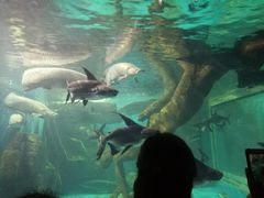 -多彩贵州城极地海洋世界