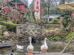 -青城甲(青城山店)