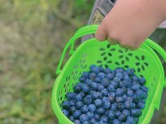 -金谷域澳洲庄园