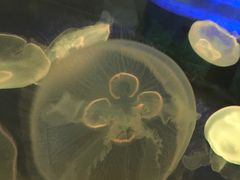 -常州海昌海洋探索馆