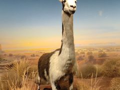 -陕西自然博物馆