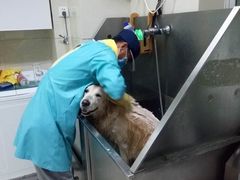 -北京观赏动物医院·24小时大型综合·猫专科·异宠专科
