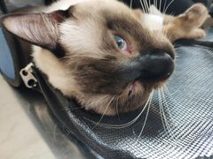 -喜多萌中农锦绣动物医院24H·猫科·牙科MRI·CT