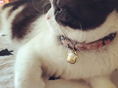 -海边的猫和咖啡馆
