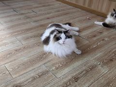 -白兔子密室(长寿路店)