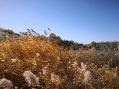 -永定河休闲森林公园