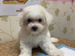 -严国平动物医院(德政总院)