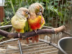 -南宫五洲植物乐园