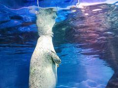 -上海海洋水族馆