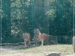 -上海野生动物园老虎餐厅