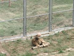 -青藏高原野生动物园