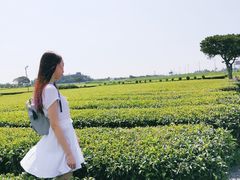 -雪绿茶博物馆