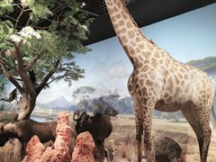 -陕西自然博物馆