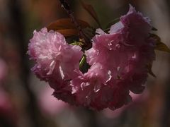 -高东镇樱花园