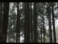-玉苍山国家森林公园