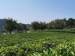-雁南飞茶田景区