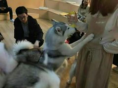 -Husky Go! 哈士奇体验馆·宠物咖啡厅狗咖