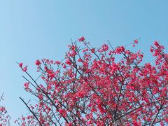 -天适樱花悠乐园