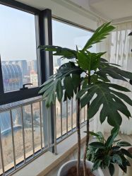 -HEYAN荷妍专业脱毛连锁机构