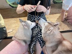 -Husky Go! 哈士奇体验馆·宠物咖啡厅狗咖