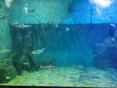 -上海长江河口科技馆