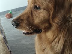 -宠颐生动物医院·心脏科·保险定点(锦阳分院)