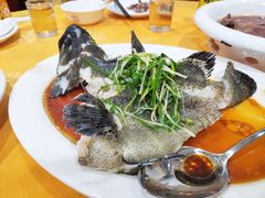 清蒸老虎斑-蚝专家(北滘店)