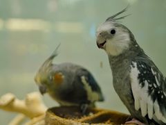 -momokira米努特·德文卷毛猫·棉花面纱犬