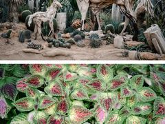 -上海辰山植物园