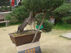 绒针柏（大展宏图）-水绘园