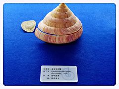 -贝壳王国博物馆
