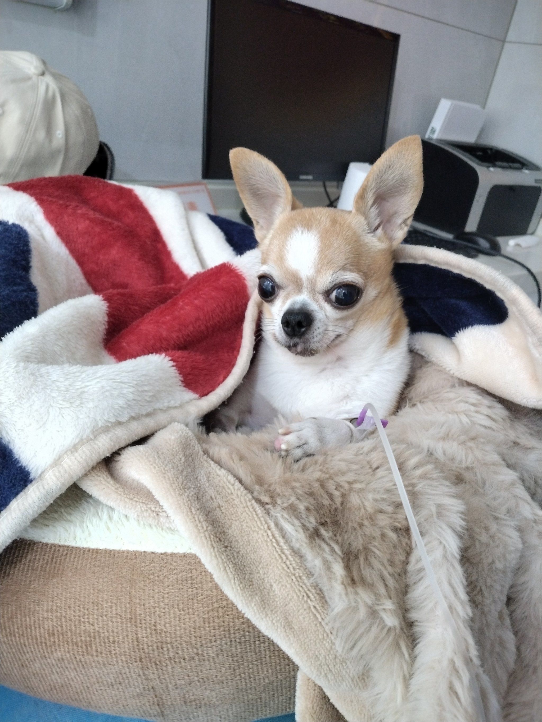 拔牙输液的小狗子