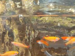 -中环花鸟鱼虫市场