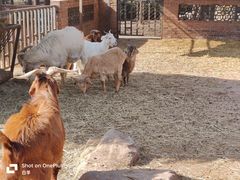 -沈阳森林动物园