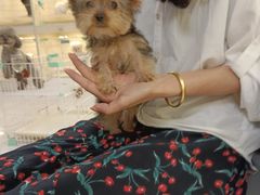-宠爱多约克夏马尔济斯泰迪小型犬专卖