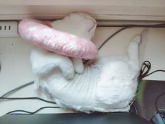 -佳怡动物医院·平价24小时·猫专科骨外科