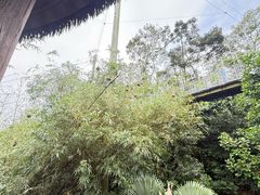 -新加坡飞禽公园