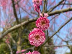 -花开海上生态园
