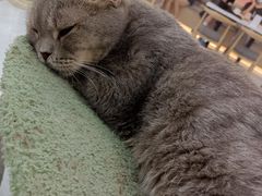 -喵园·猫主题咖啡厅·撸猫·猫咖(国贸店)