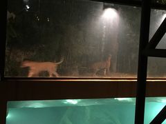 -清迈夜间动物园