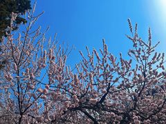-桃花堤公园