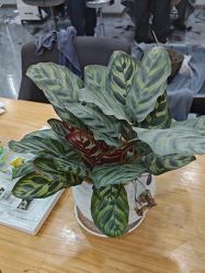 -藤野造型烫染·漂发