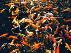 -龙悦湾酒家·八阵鱼生·渔人码头店