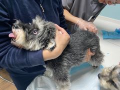 -中农大我爱我爱24h动物医院·中医针灸·猫专科·骨科医疗中心(双井店)