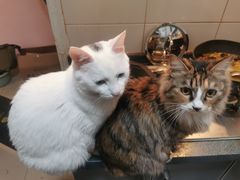 -中农国际动物医院24小时·猫科·骨科·急重症中心