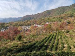 -塔川景区