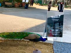 -J Create城市露营咖啡·简餐·宠物(上海动物园店)